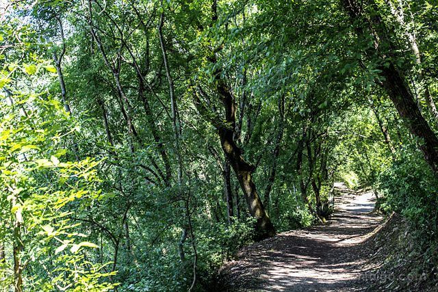 Italia-Umbria-Assissi-Bosque-San-Francisco-Caminos